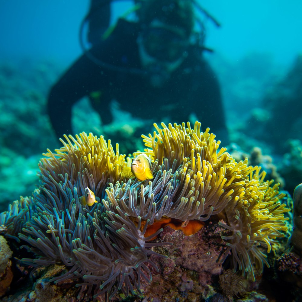 The Manta Resort, Pemba Island - dive holidays