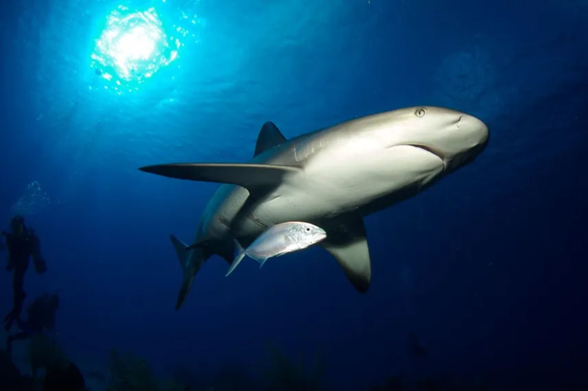 Belize Aggressor III, Belize - liveaboard diving holidays