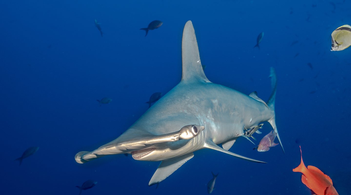 Cocos Aggressor, Costa Rica - liveaboard diving holidays