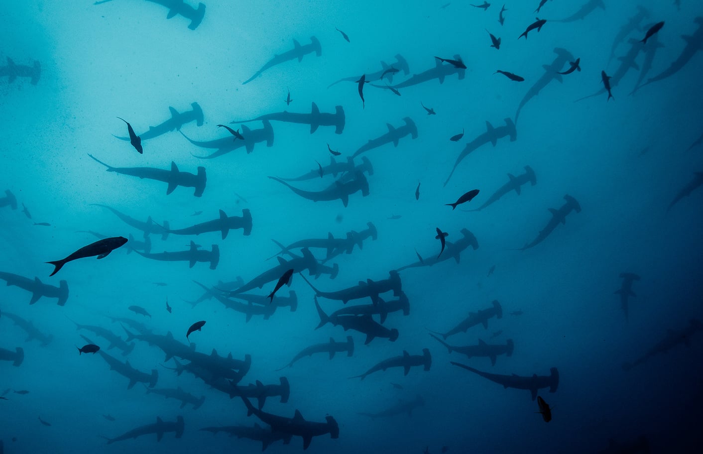 Okeanos Aggressor II, Costa Rica - liveaboard diving holidays