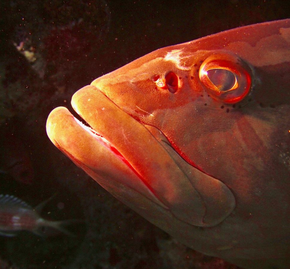 Little Cayman Beach Resort, Little Cayman - dive holidays