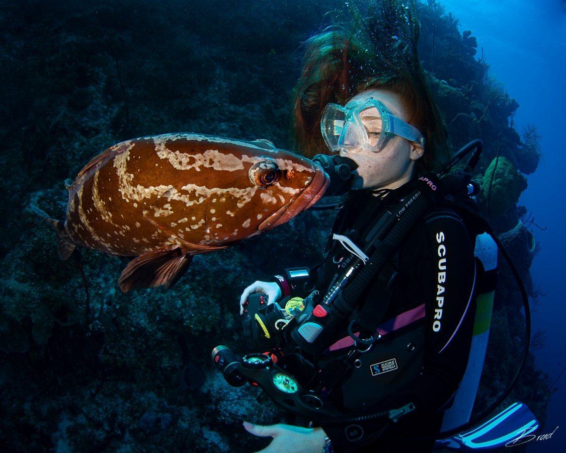 Little Cayman Beach Resort, Little Cayman - dive holidays