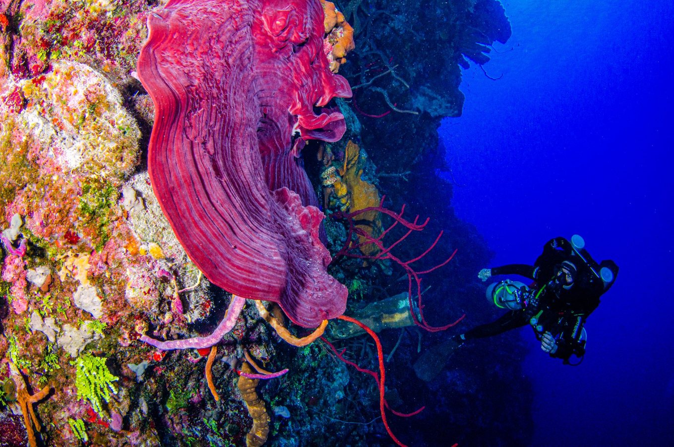 Little Cayman Beach Resort, Little Cayman - dive holidays