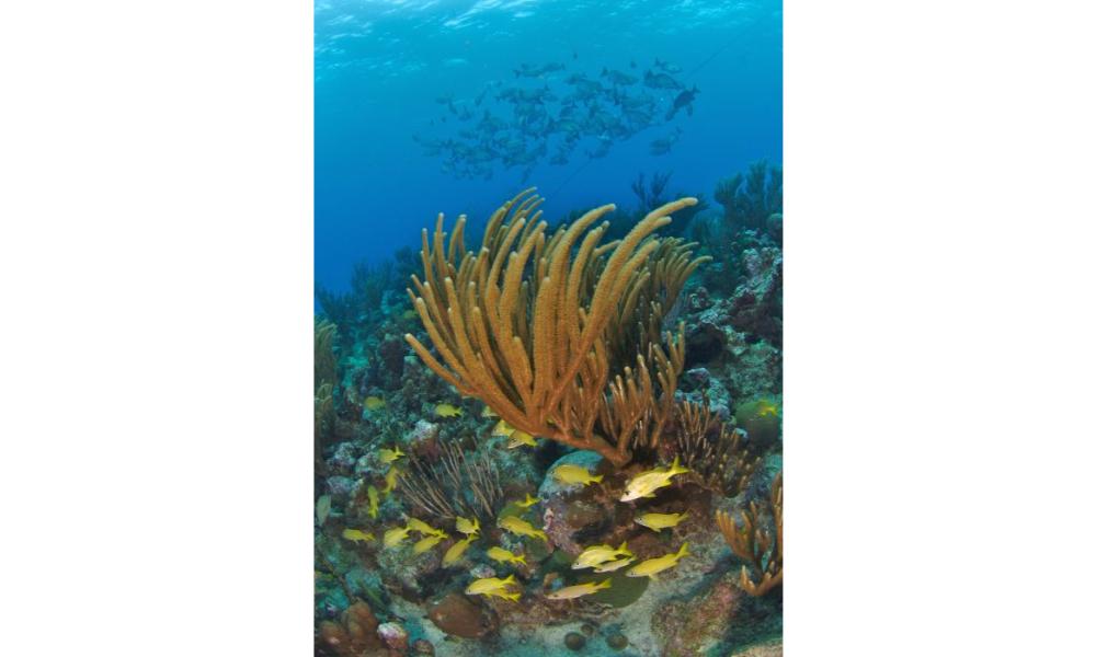 East End Dive Centre, Caymans Islands