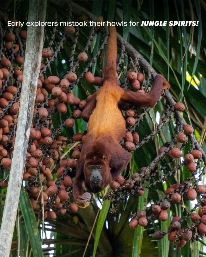 Napo Wildlife Centre, Ecuadorian Amazon