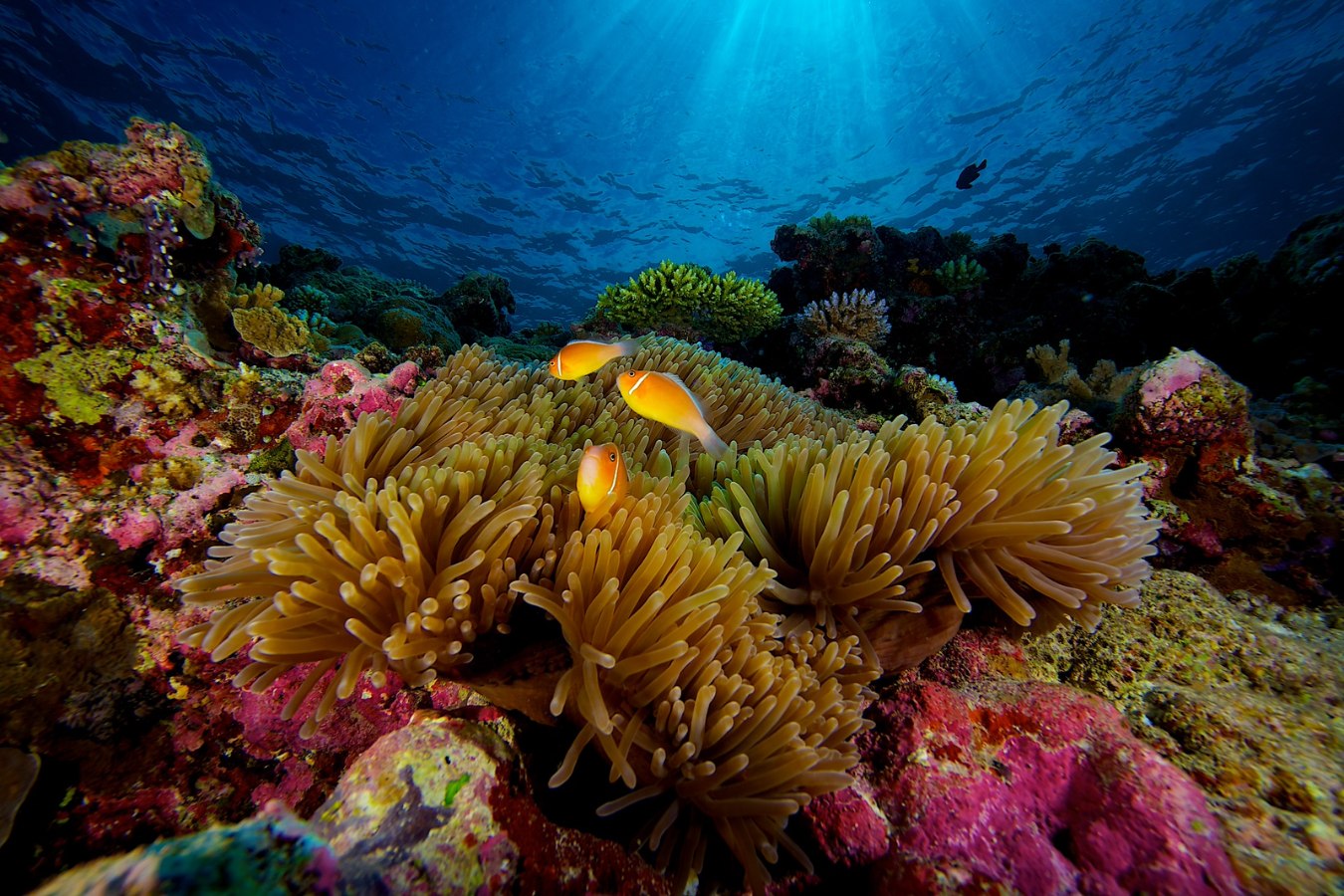 Palau Aggressor II, Palau - liveaboard diving holidays