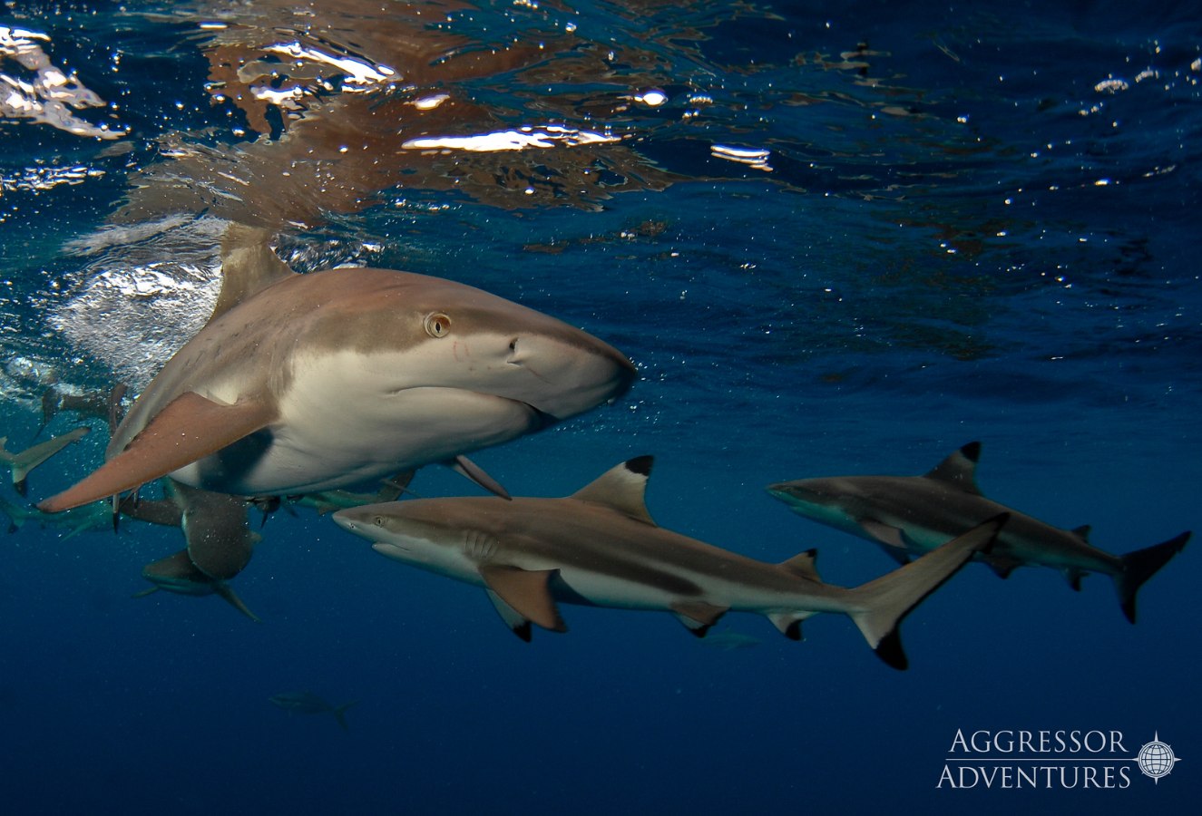 Palau Aggressor II, Palau - liveaboard diving holidays