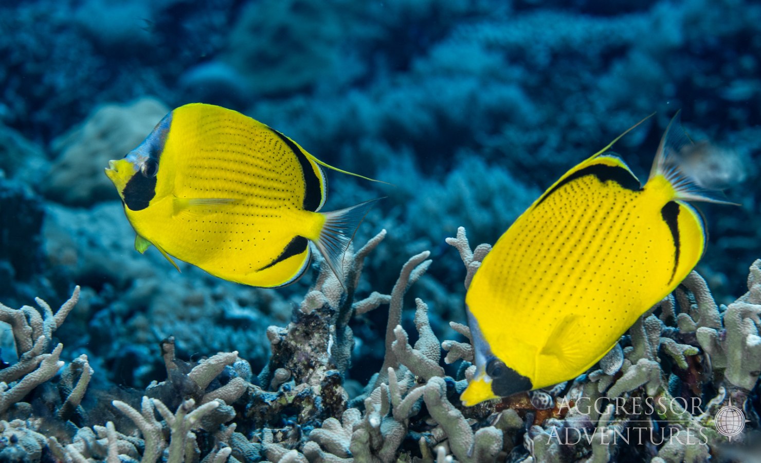 Palau Aggressor II, Palau - liveaboard diving holidays