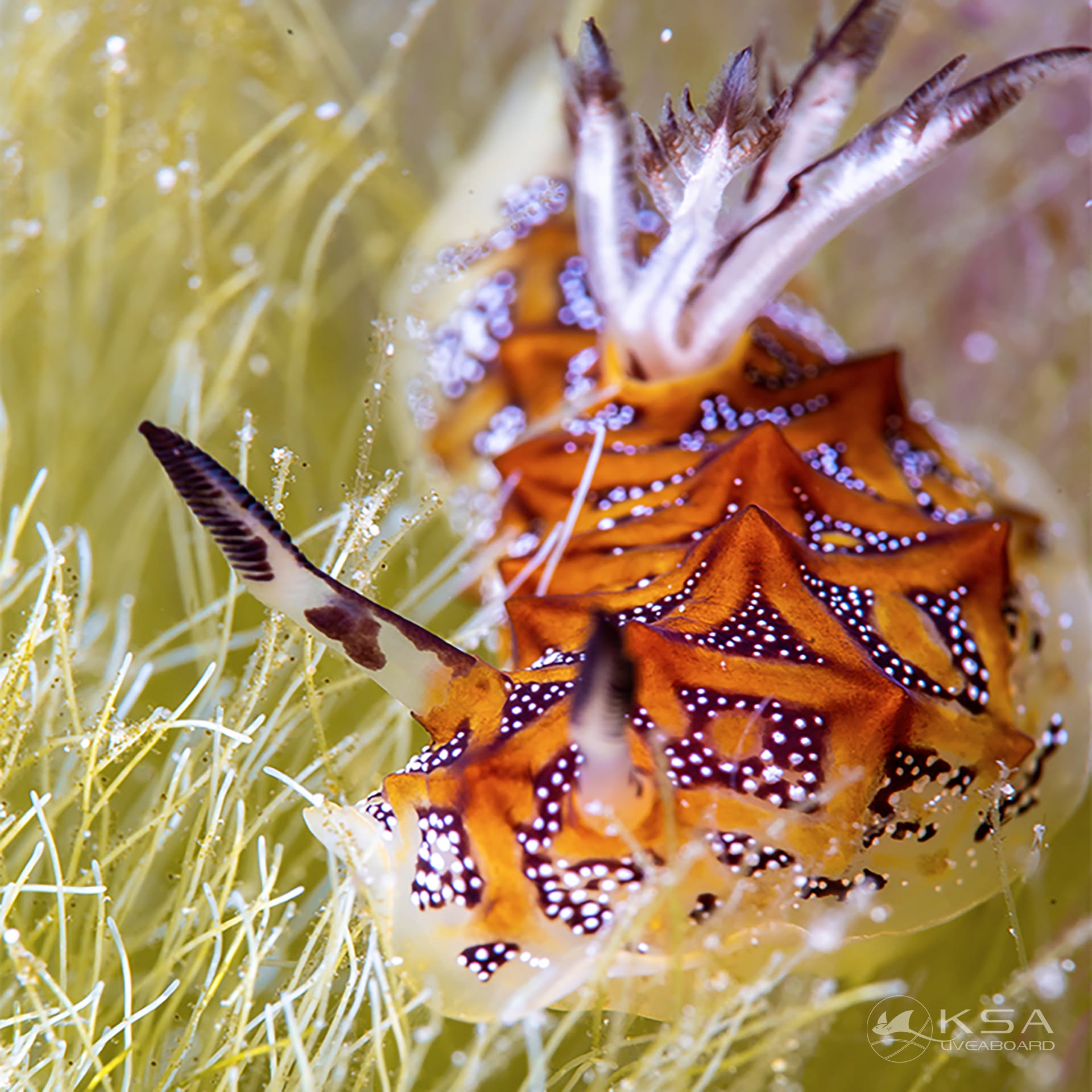 Dive Centre (Khao Lak) — Khao Lak