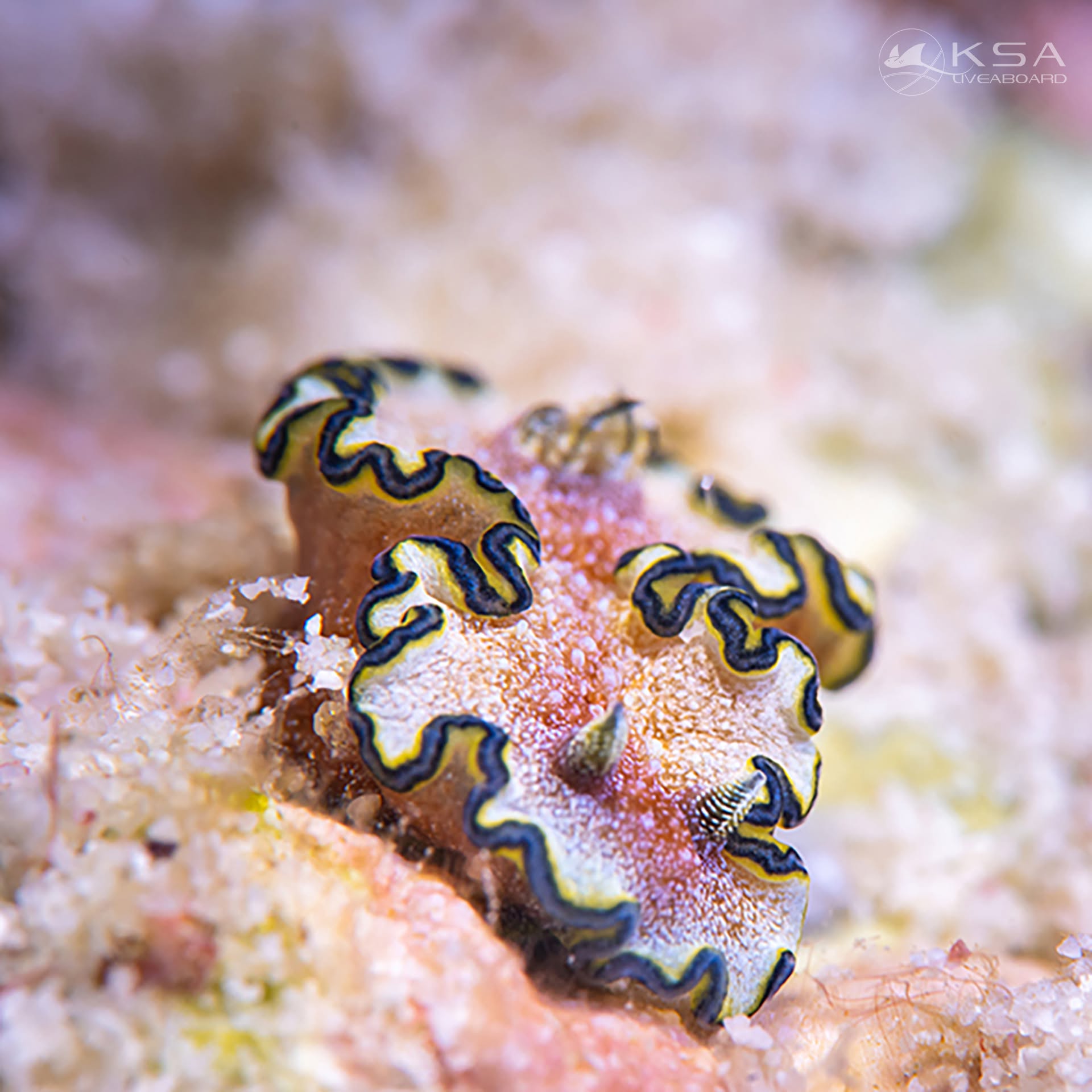 Khao Lak dive holidays