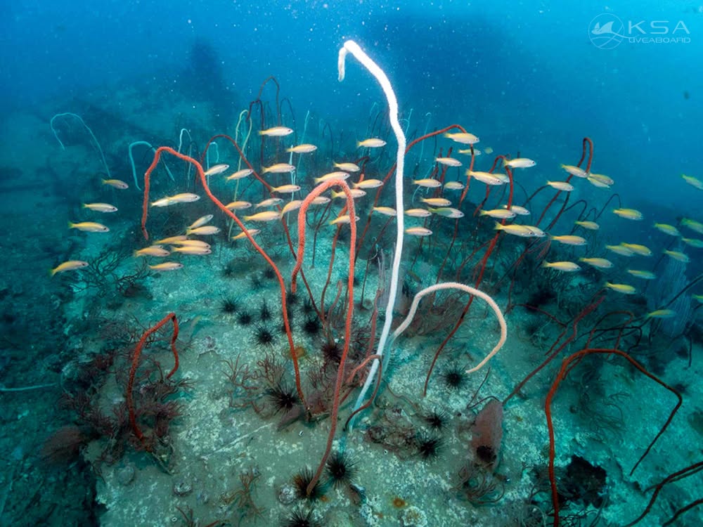 Khao Lak dive holidays
