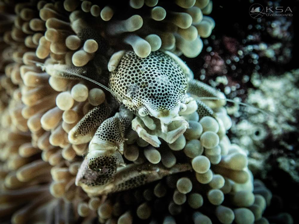 Khao Lak dive holidays