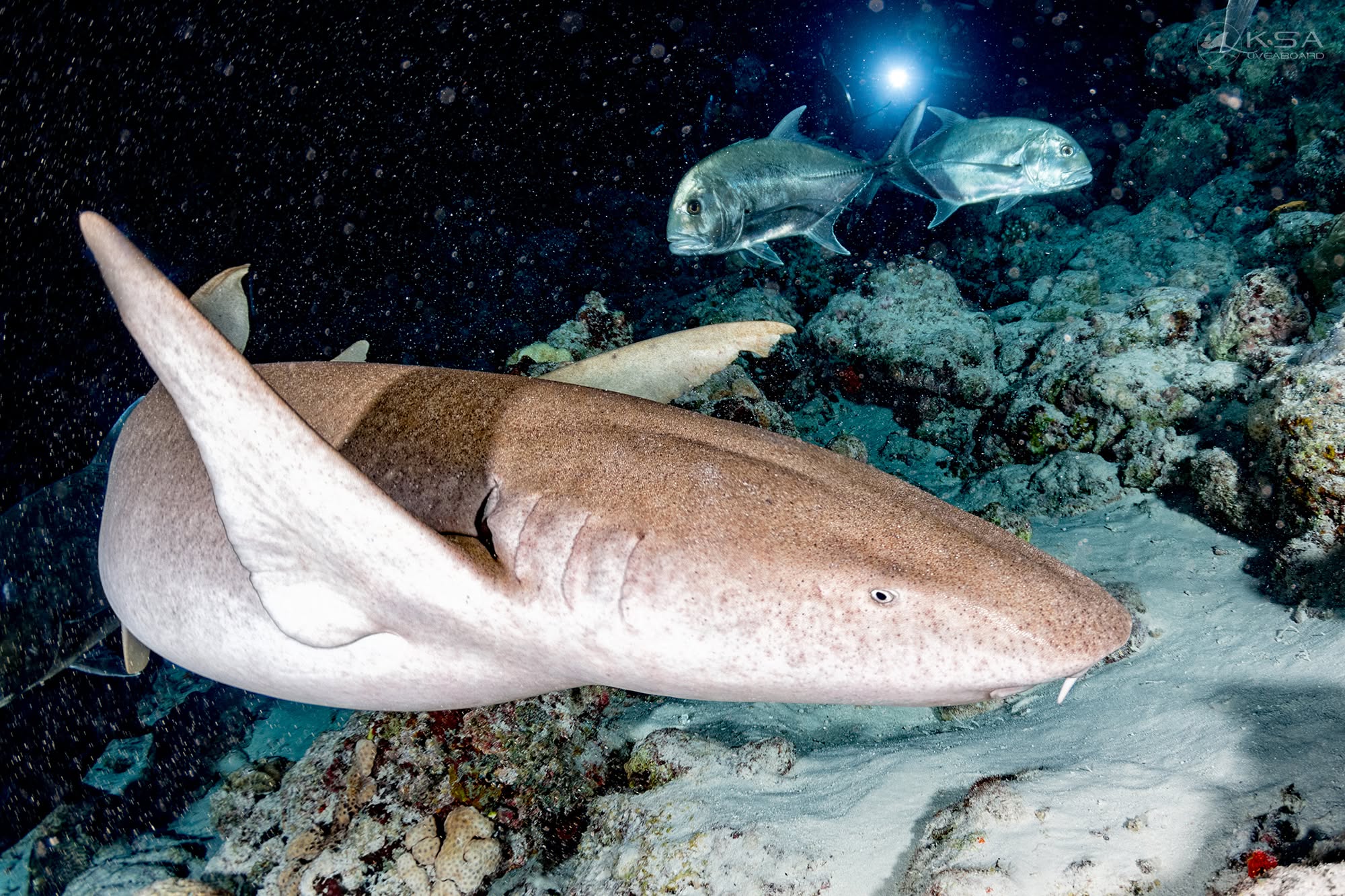 Khao Lak dive holidays