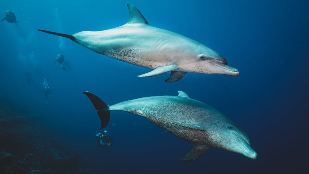 Soma Bay dive holidays