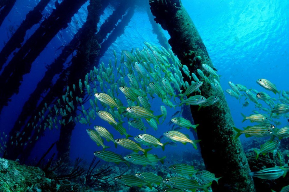 Bonaire dive holidays