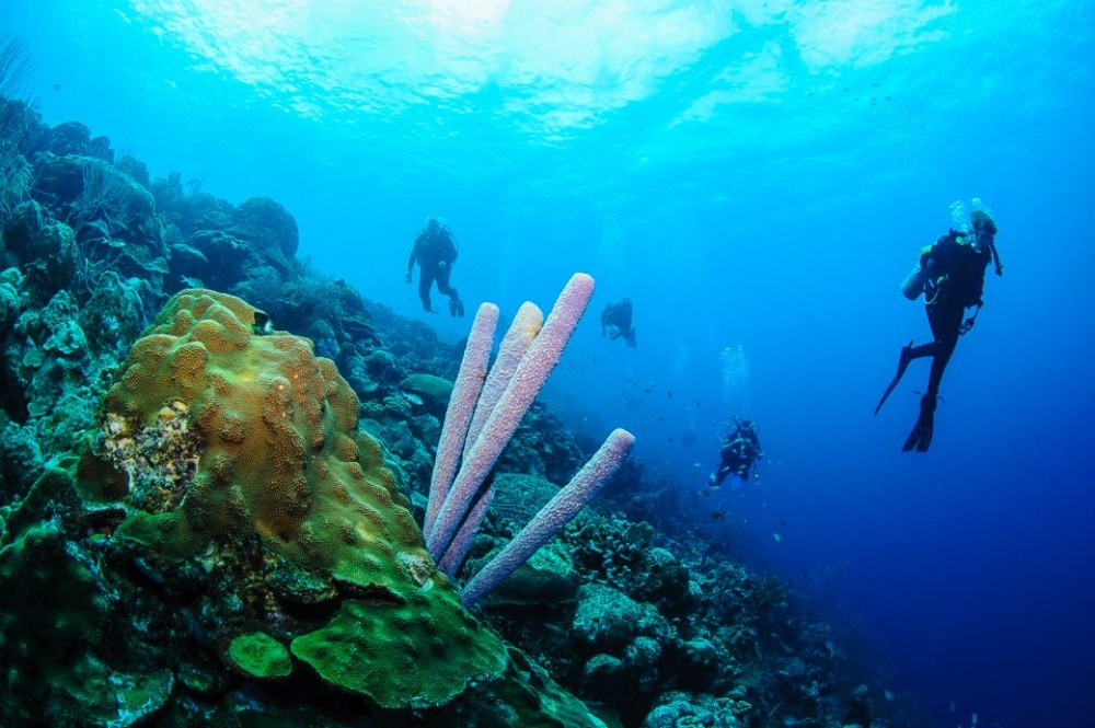 Bonaire dive holidays