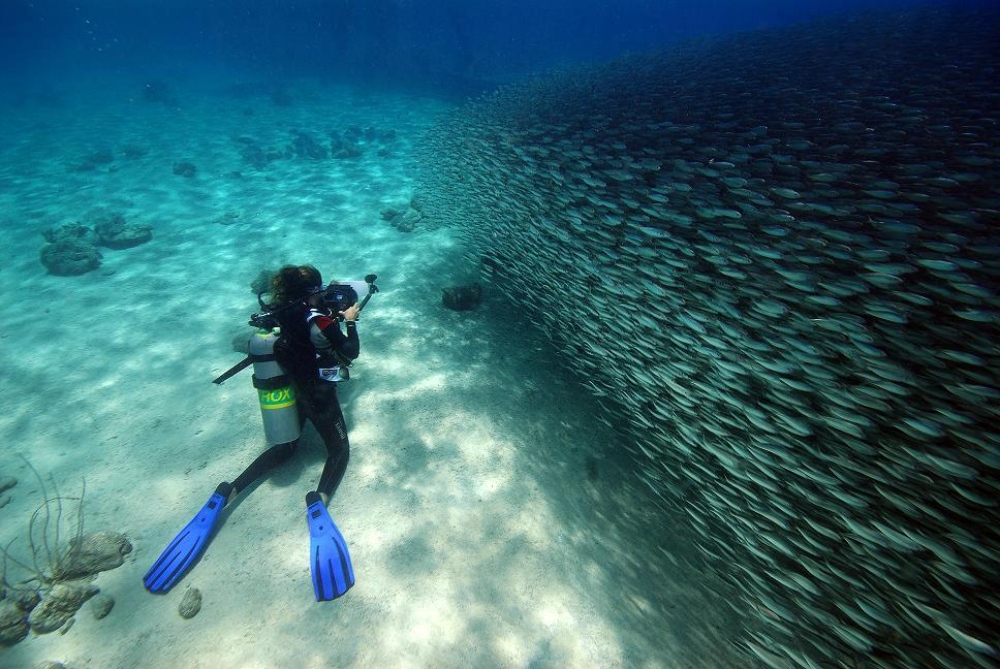 Bonaire dive holidays