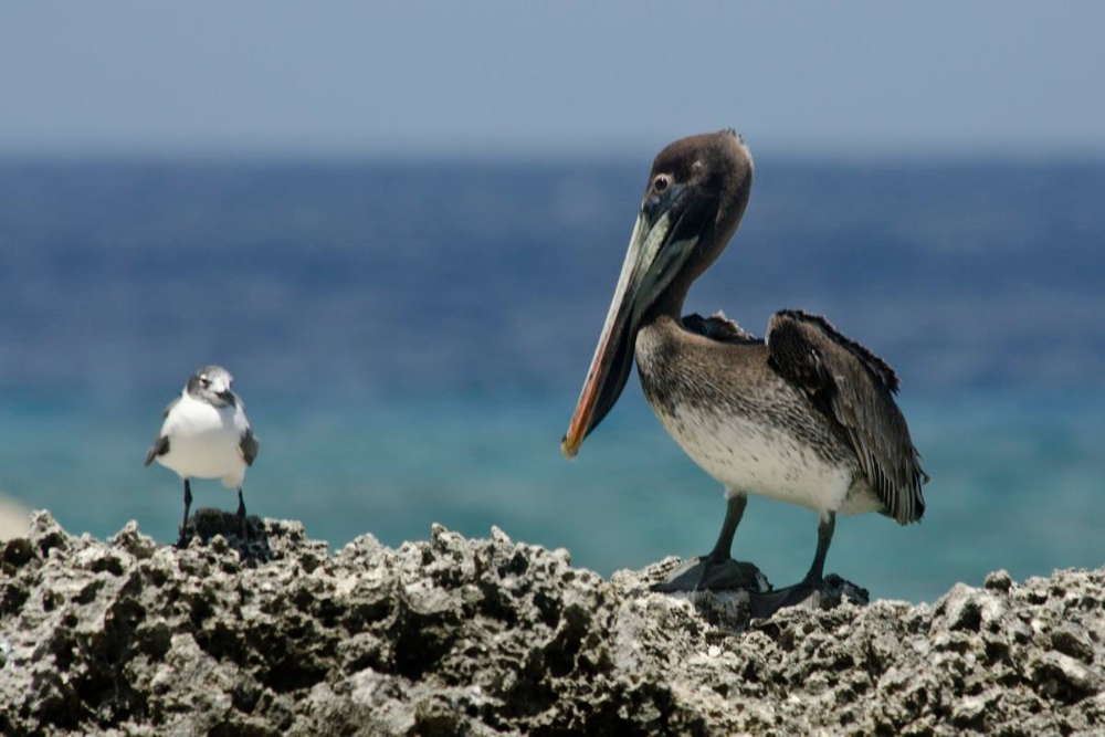 Bonaire dive holidays
