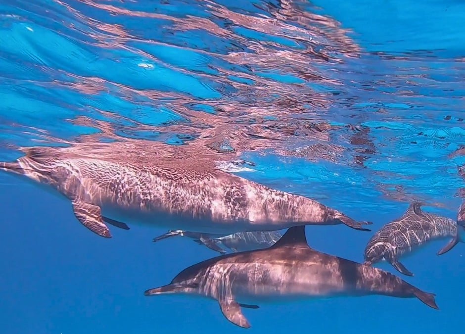 El Gouna dive holidays