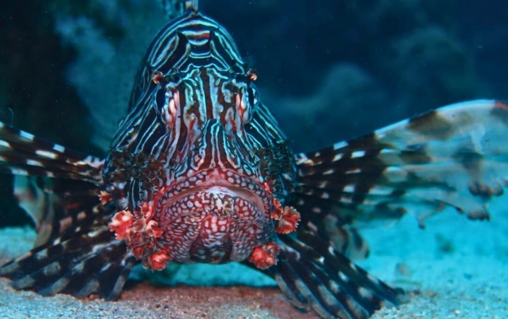 El Gouna dive holidays