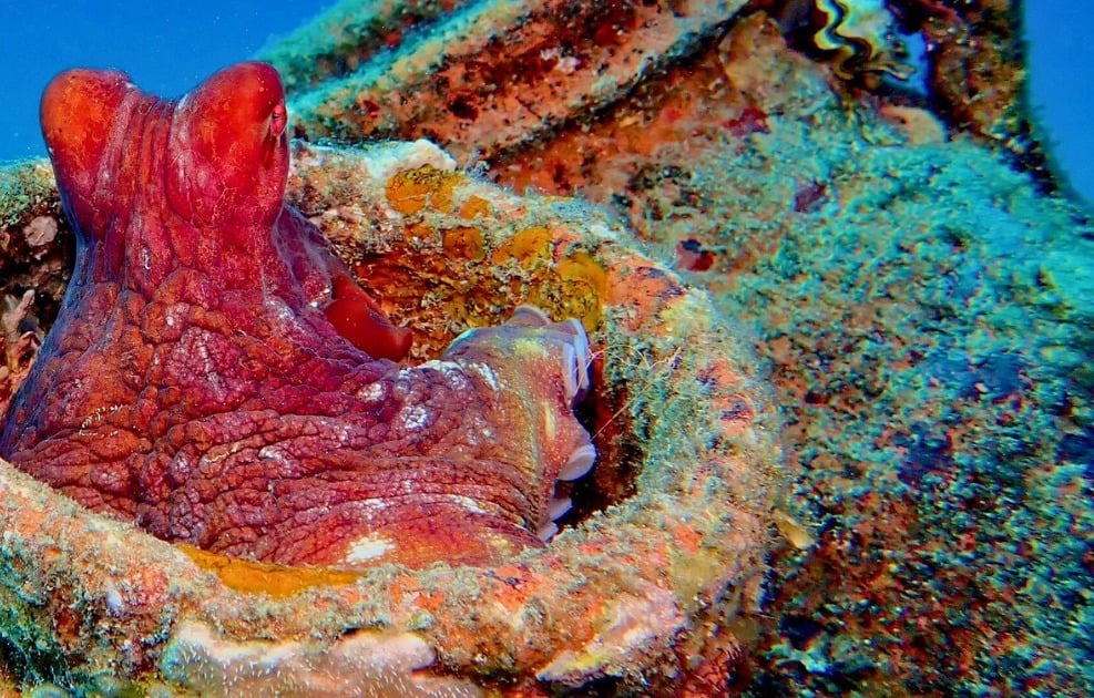 El Gouna dive holidays