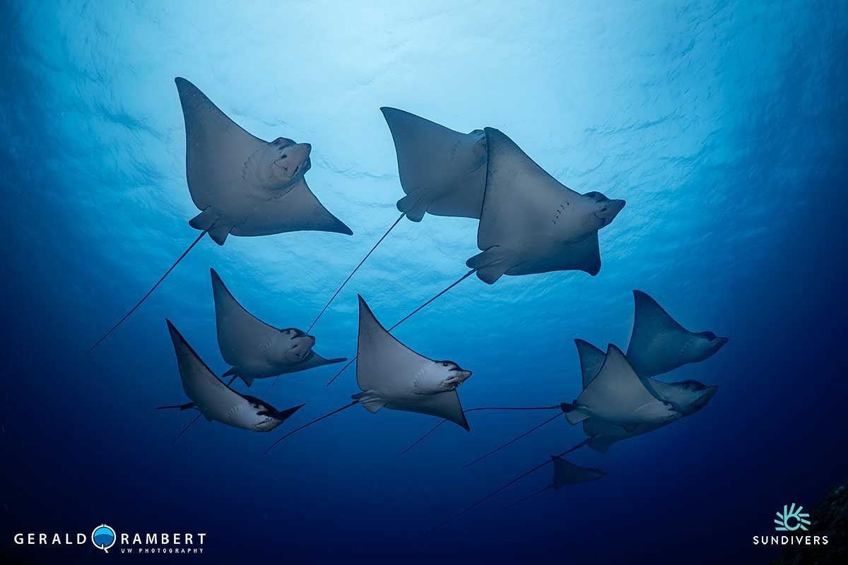 Mauritius Island dive holidays