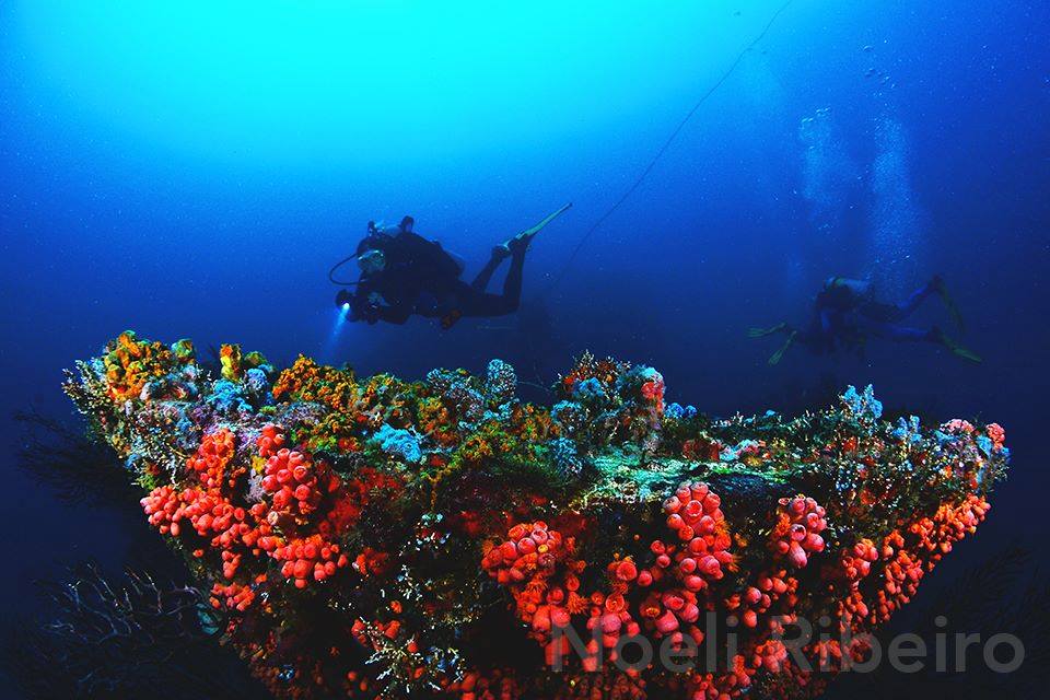 Tobago dive holidays