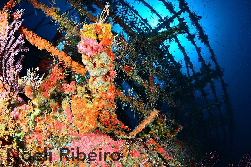 Tobago dive holidays