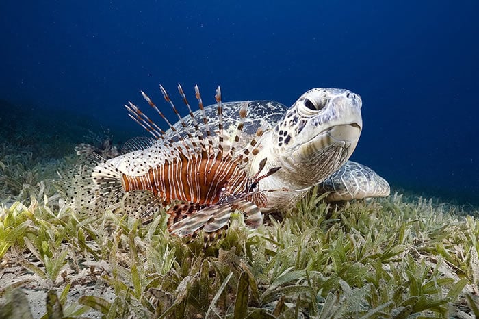 Aqaba dive holidays