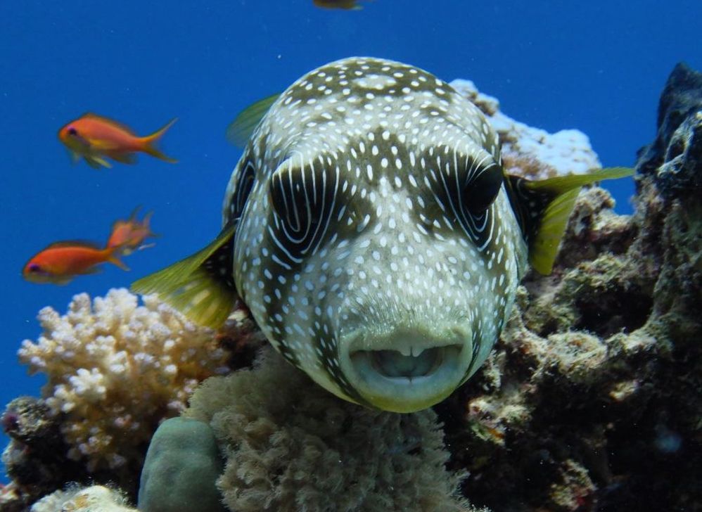El Quseir dive holidays, Egypt