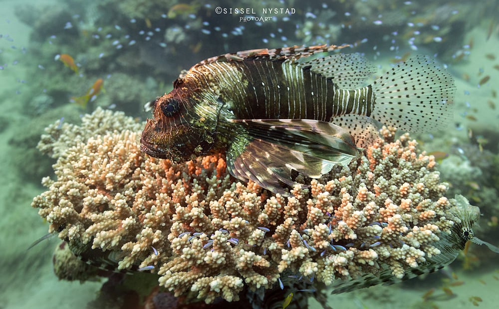 El Quseir dive holidays