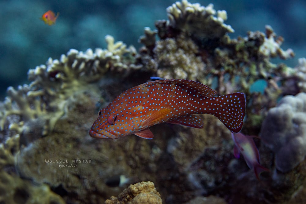 El Quseir dive holidays