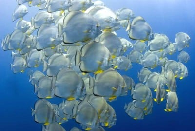 Dive Centre Marina Lodge, Marsa Alam