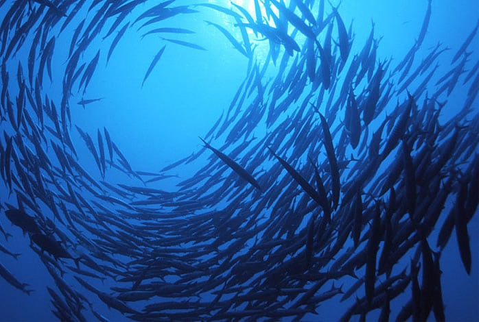 Dive Centre Aqaba, Aqaba