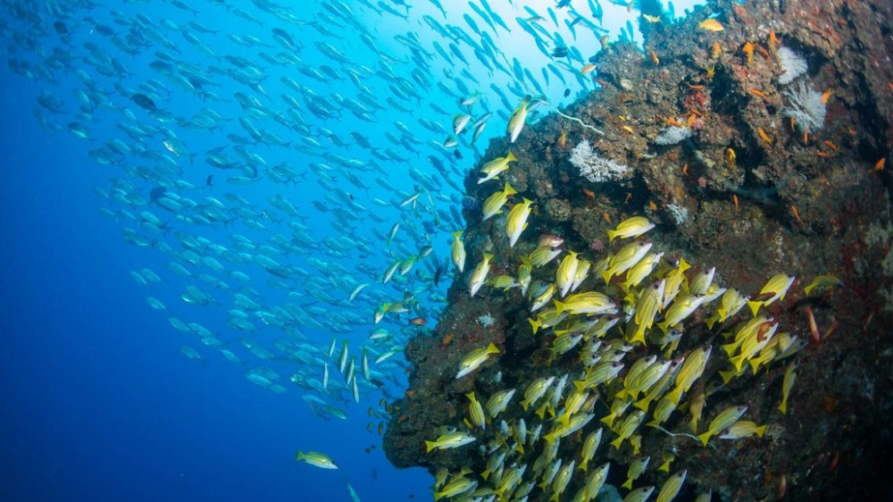 Diving The Crab, Diani