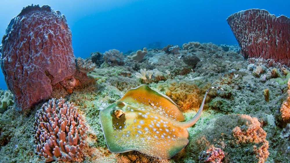 Diving The Crab, Diani