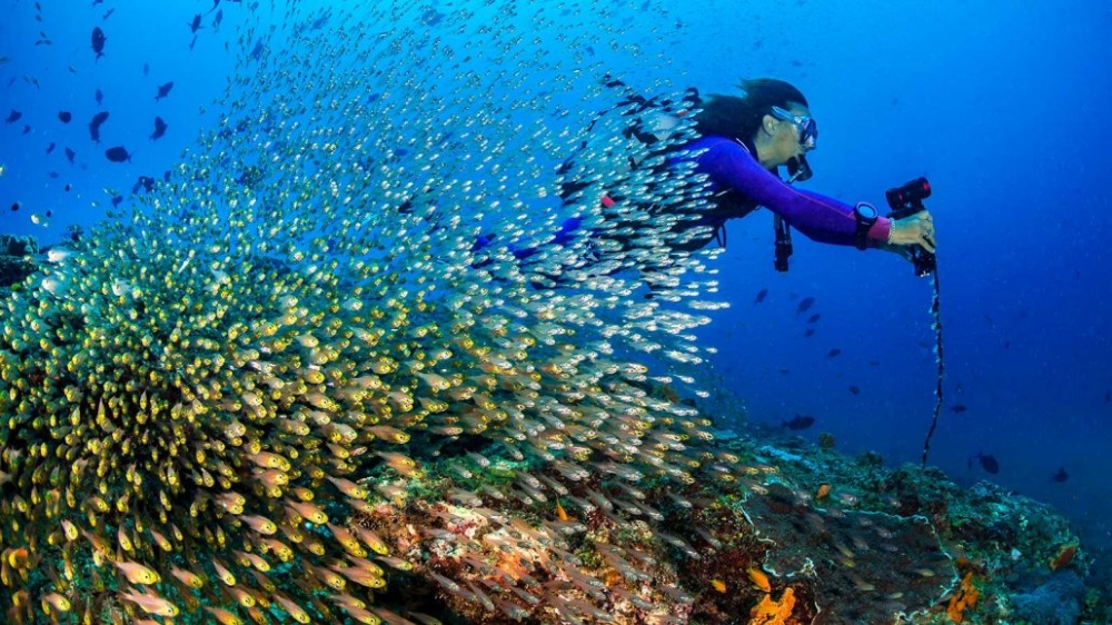 Diving The Crab, Diani