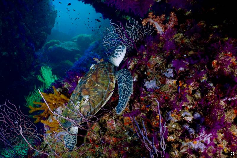 Dive Centre (Zighy Bay), Musandam