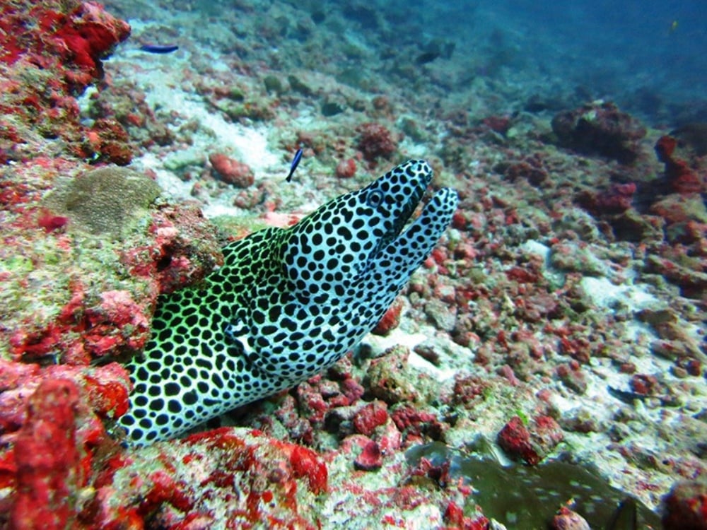 Medhufushi SSI Dive Centre, Maldives