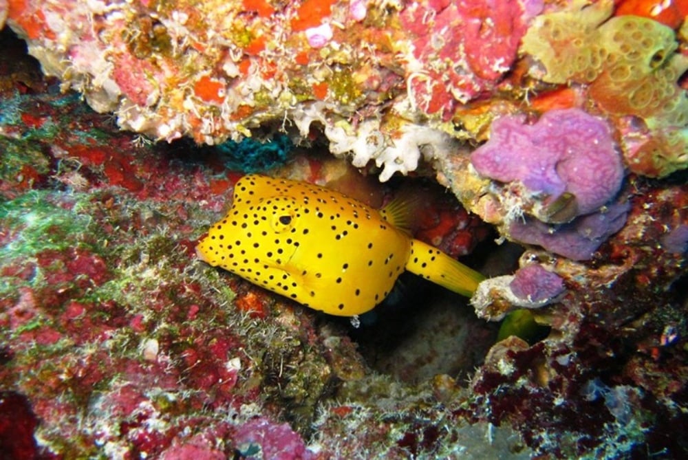 Medhufushi SSI Dive Centre, Maldives
