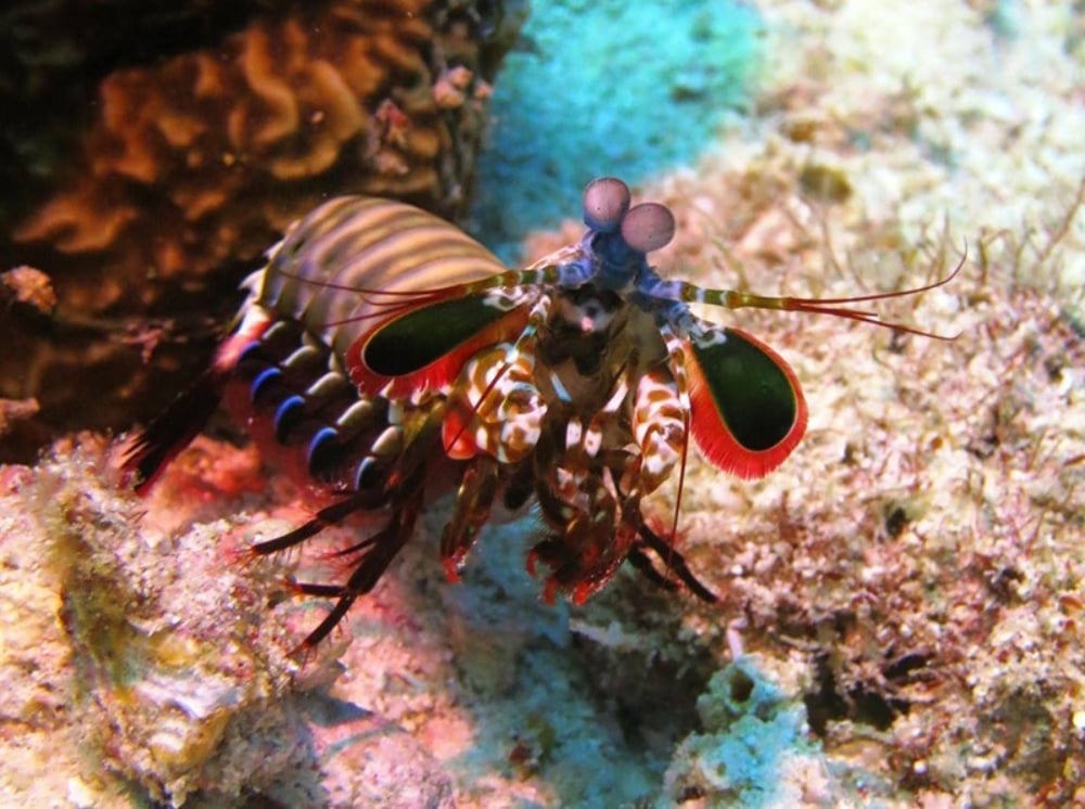 Medhufushi SSI Dive Centre, Maldives