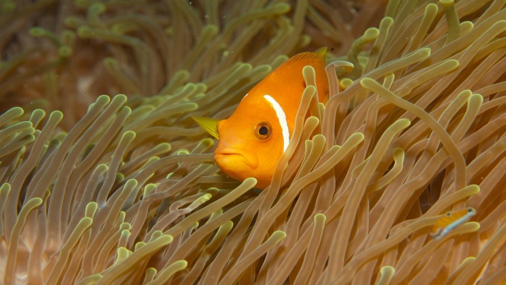 Komandoo Island Dive Centre, Maldives