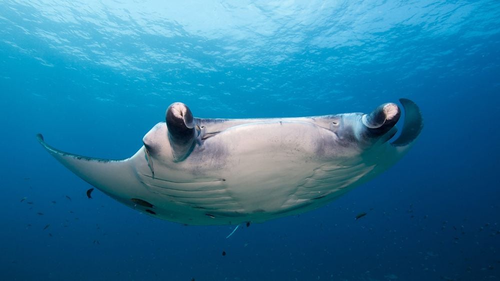 Komandoo Island Dive Centre, Maldives