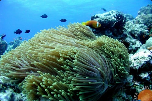 Maldives dive centres, Maldives