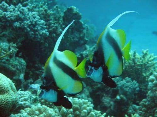 Marsa Alam dive centres, Marsa Alam