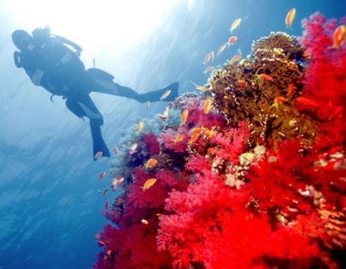 Dive Centre (SHAMS ALAM), Marsa Alam