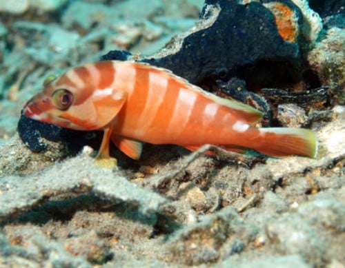 Dive Centre (SHAMS ALAM), Marsa Alam