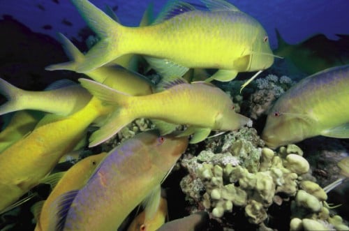 Marsa Alam dive centres, Marsa Alam