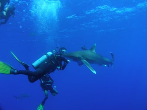 Marsa Alam dive centres, Marsa Alam