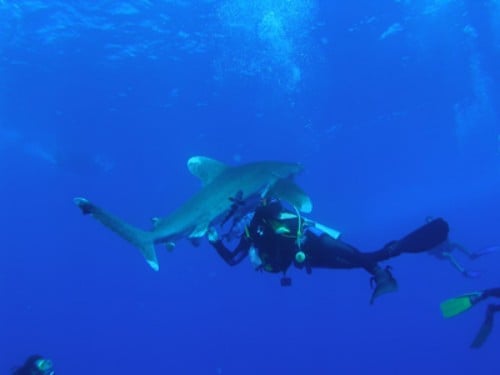 Marsa Alam dive centres, Marsa Alam